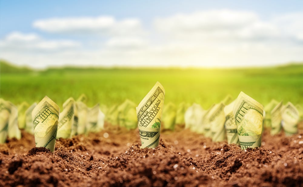 money plants